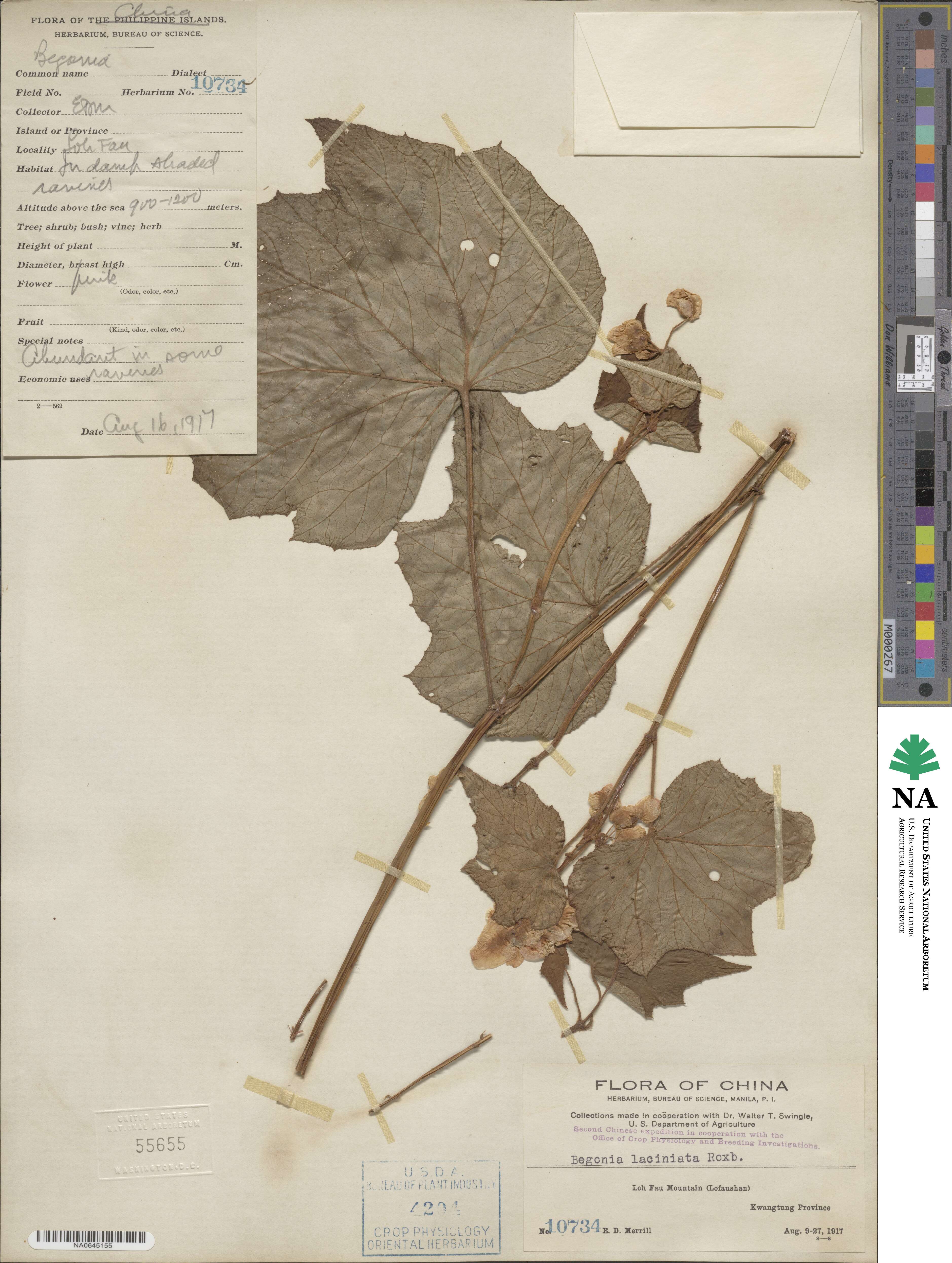 Begonia palmata image