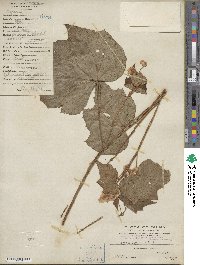 Begonia palmata image