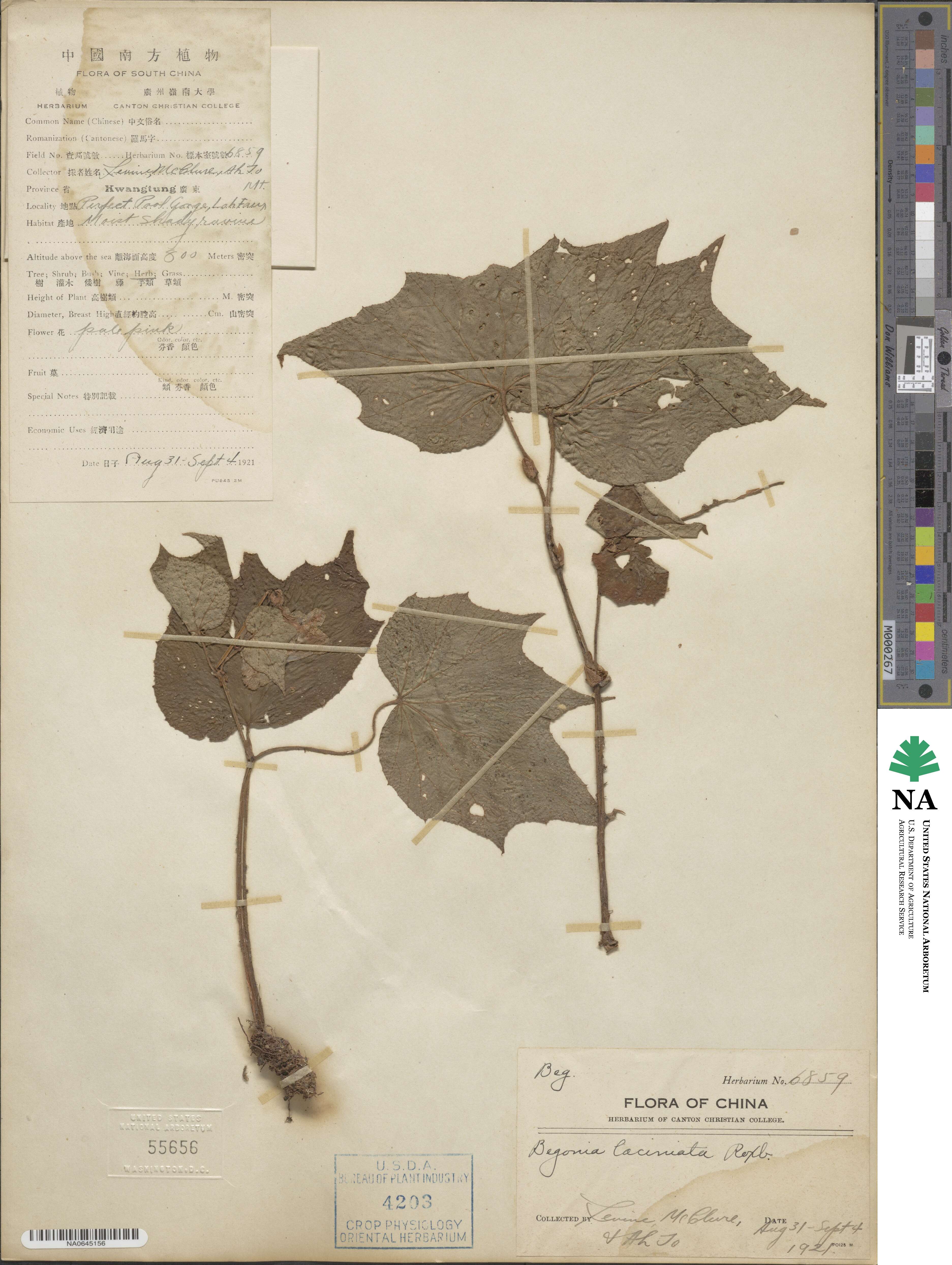 Begonia palmata image