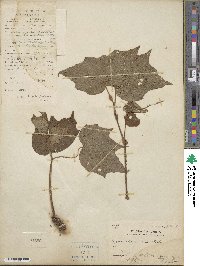 Begonia palmata image