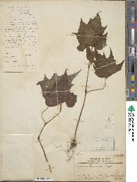 Begonia palmata image