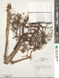 Begonia parviflora image