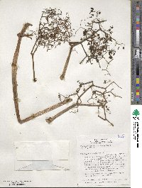 Begonia parviflora image