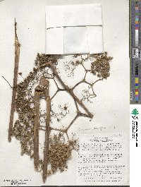 Begonia parviflora image