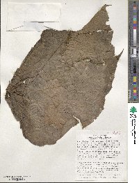 Begonia parviflora image