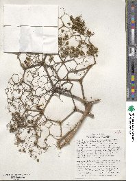Begonia parviflora image