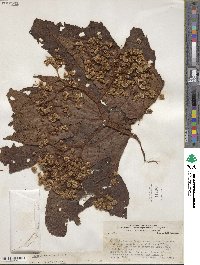 Begonia parviflora image
