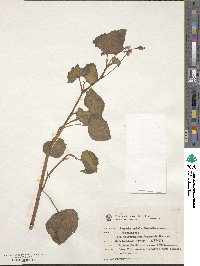 Begonia fischeri image