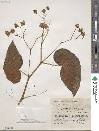 Begonia piurensis image