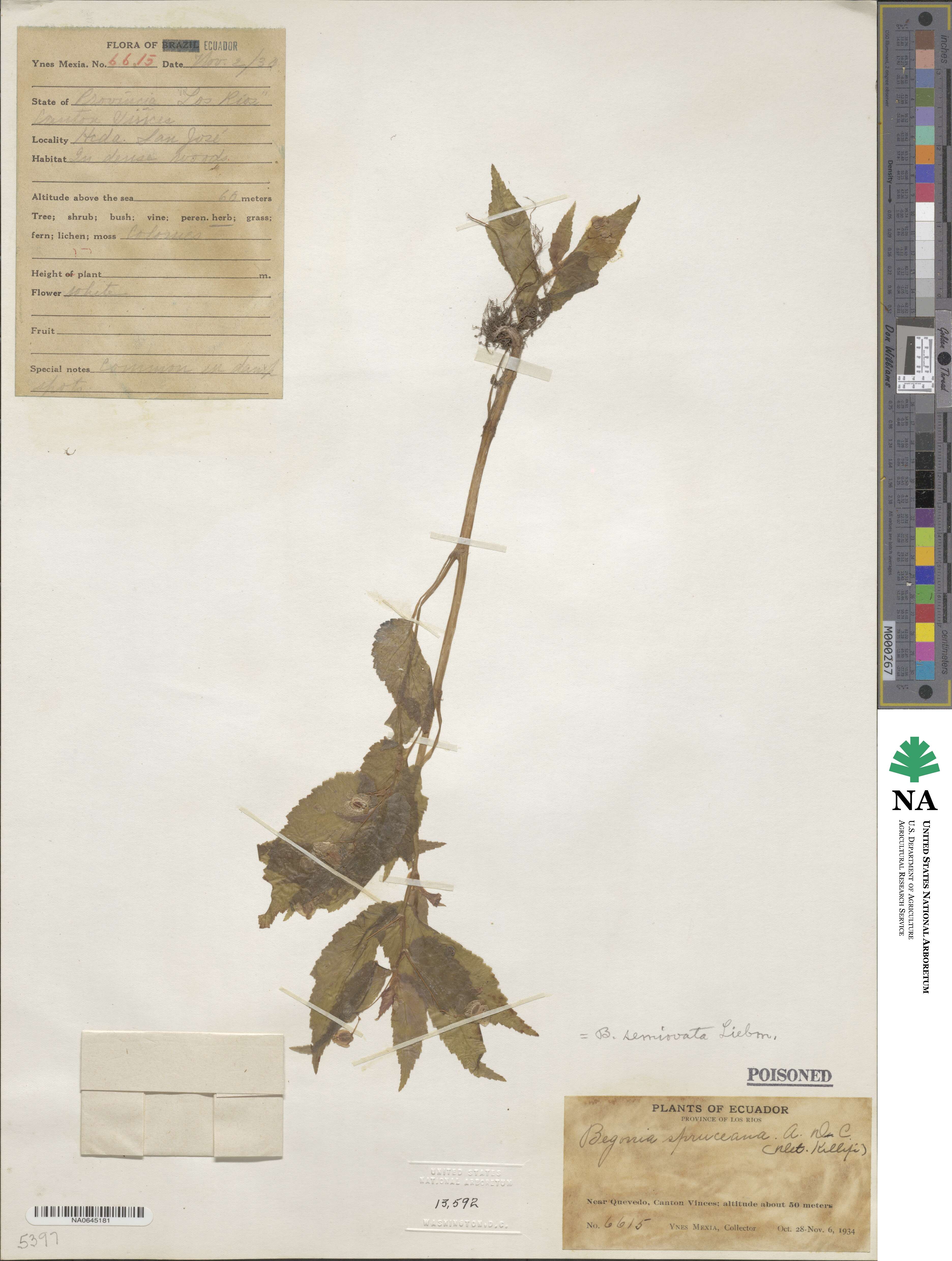 Begonia semiovata image