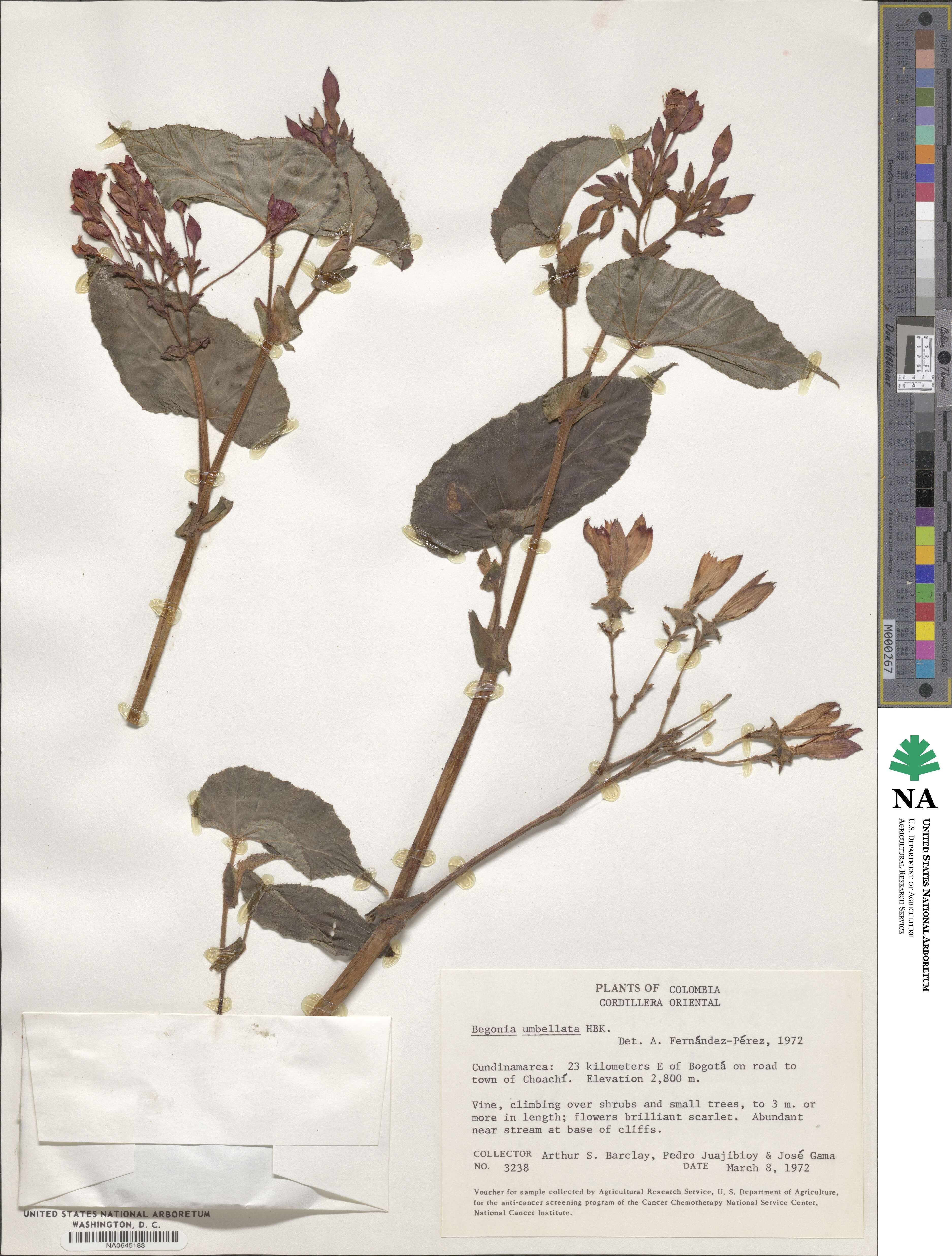 Begonia umbellata image