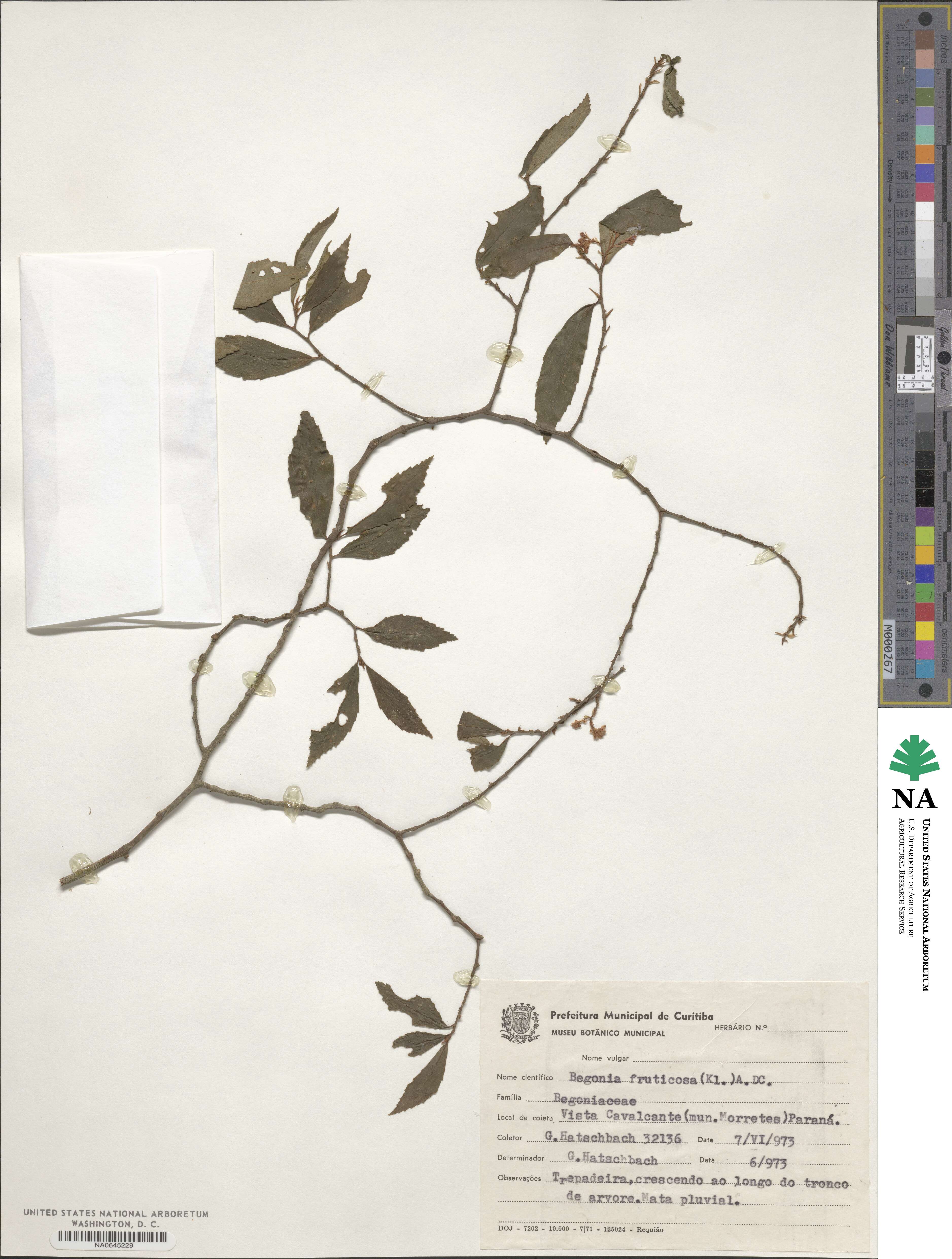 Begonia fruticosa image