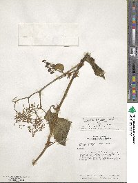 Begonia glabra image