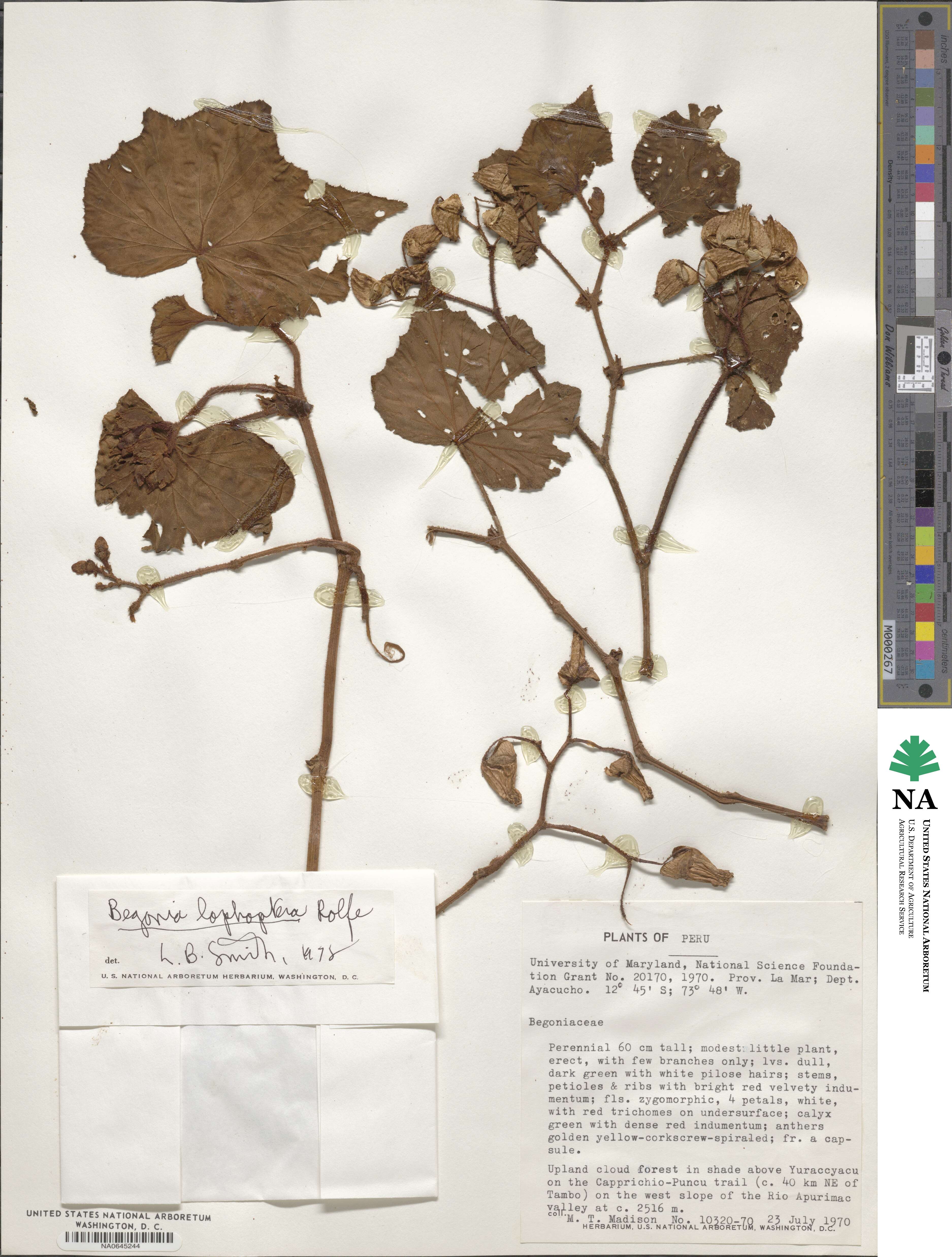 Begonia lophoptera image