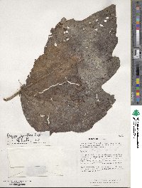 Begonia parviflora image