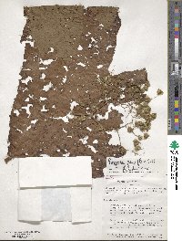 Begonia parviflora image