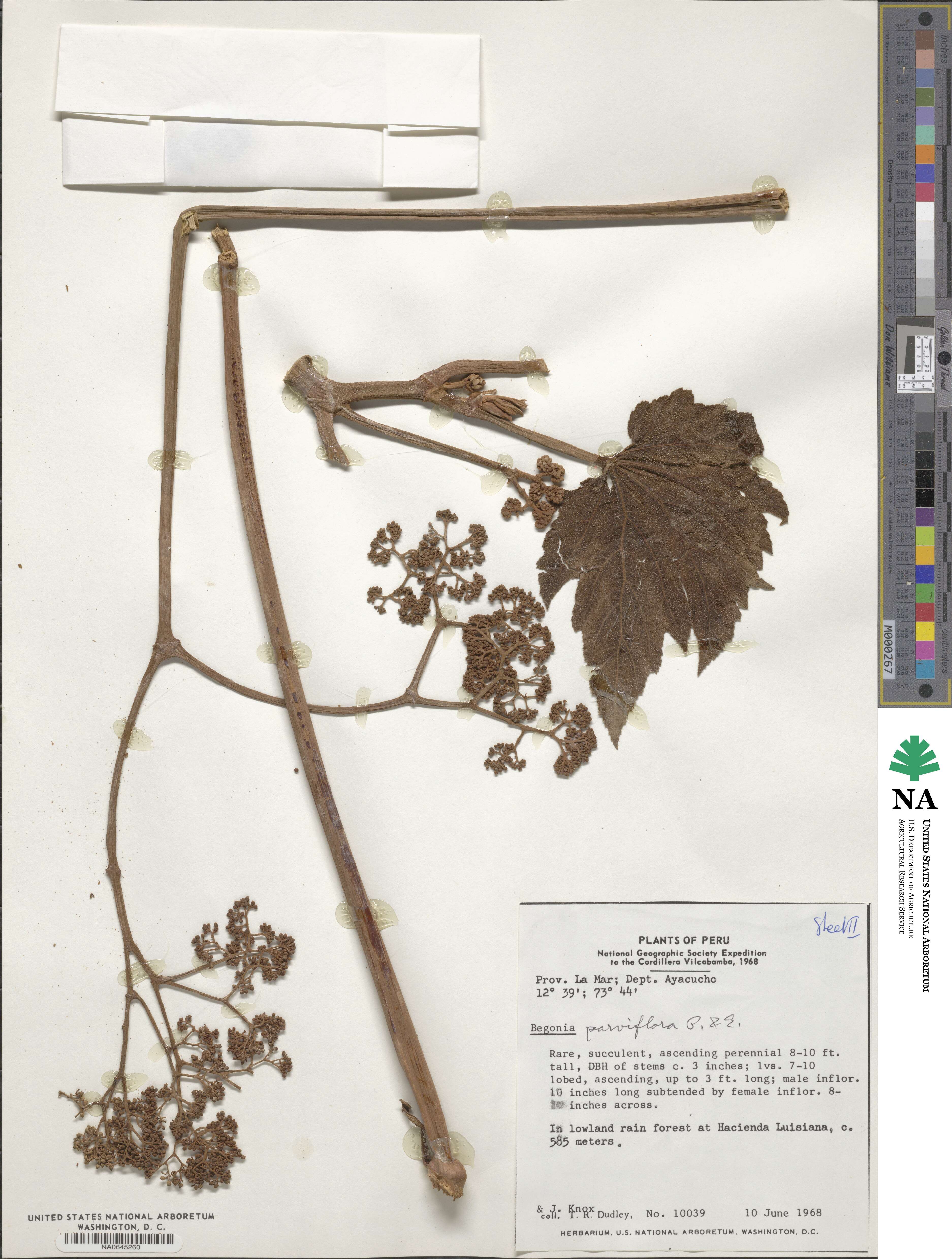 Begonia parviflora image