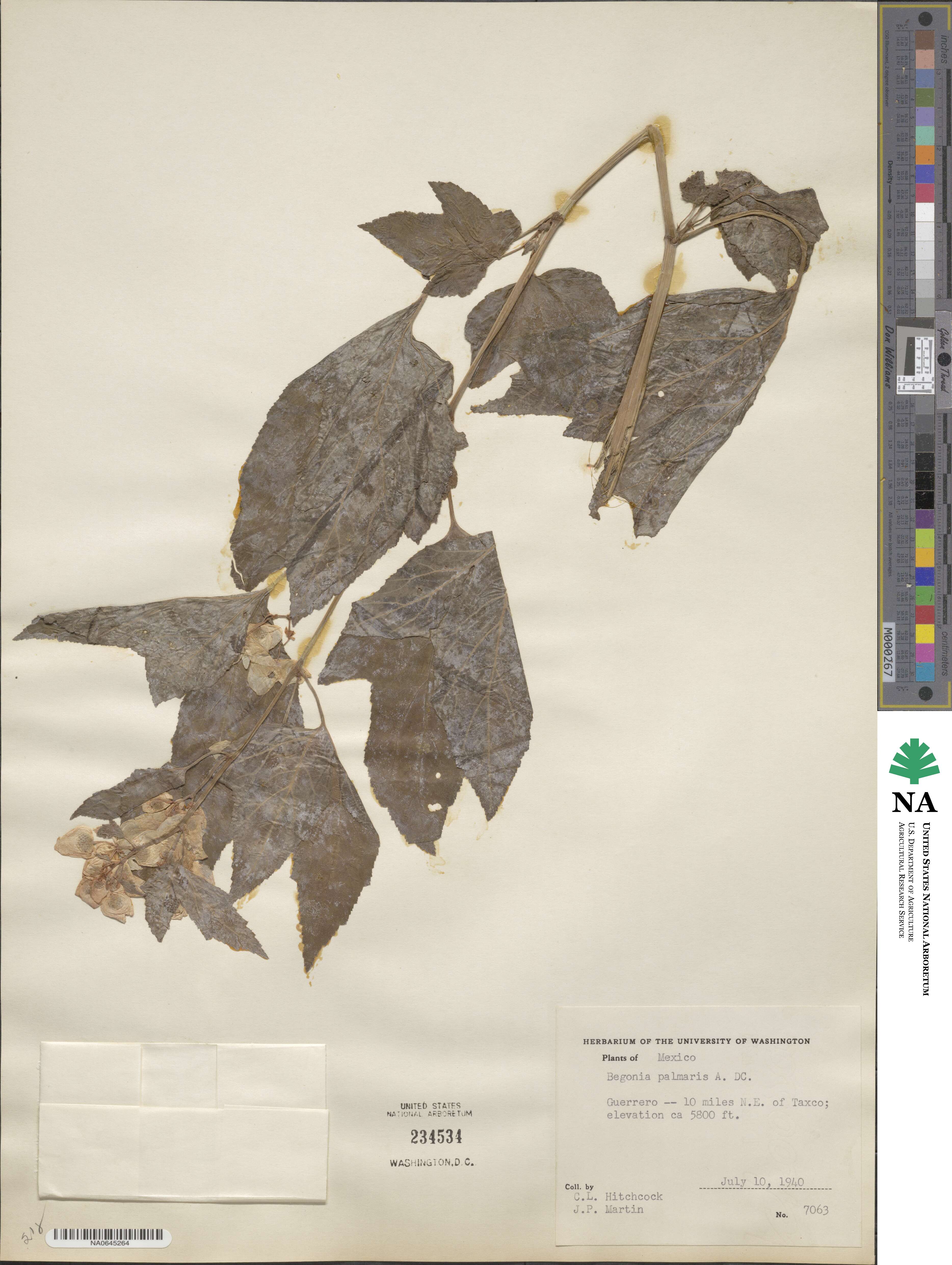 Begonia biserrata image