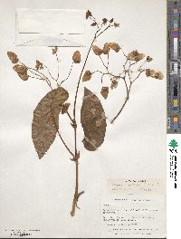 Begonia bolleana image