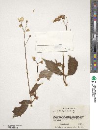 Image of Begonia decandra