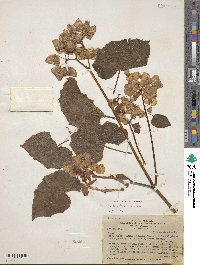 Begonia bracteosa image