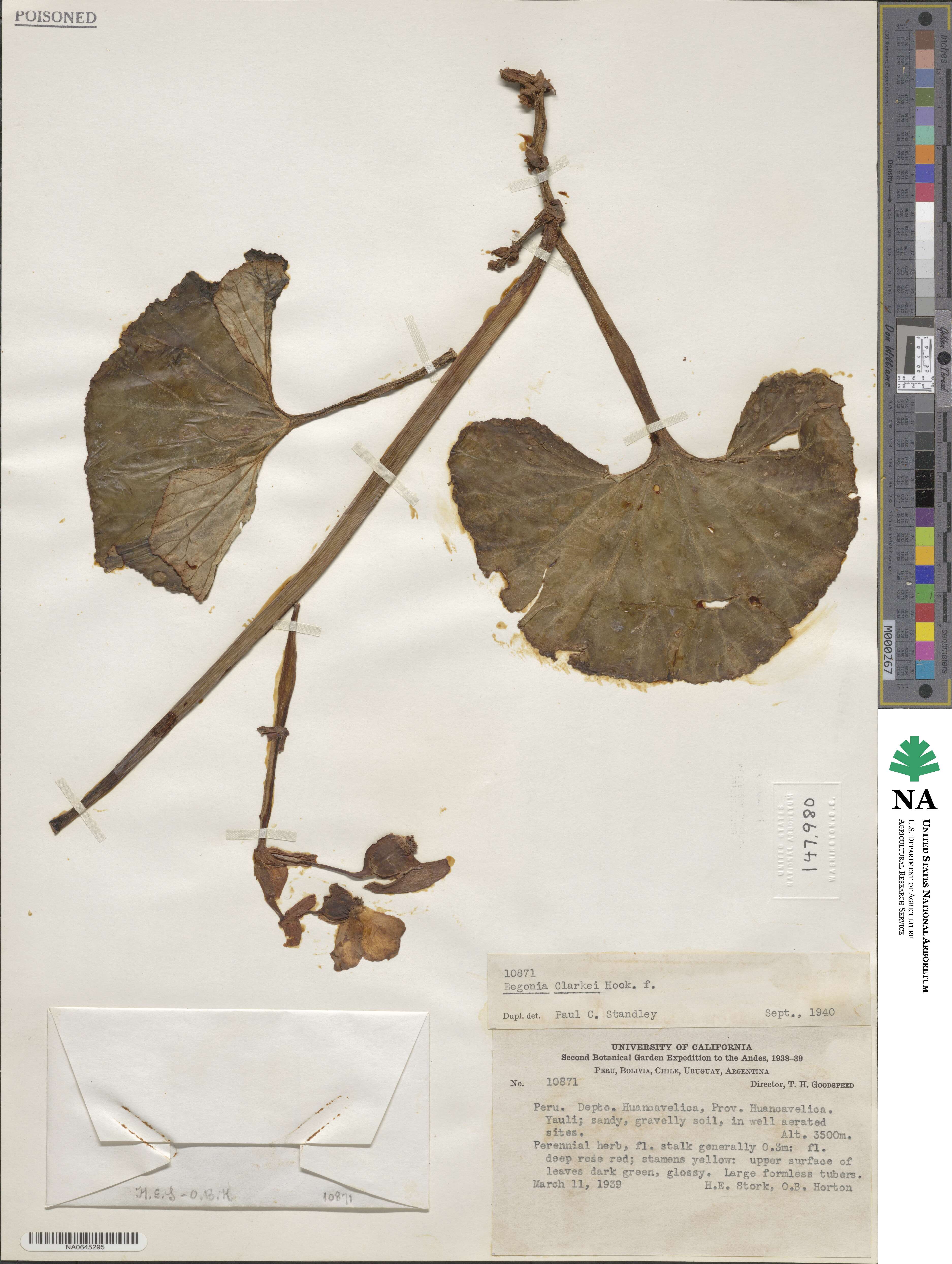 Begonia clarkei image