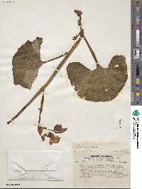 Begonia clarkei image