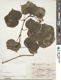 Begonia convolvulacea image