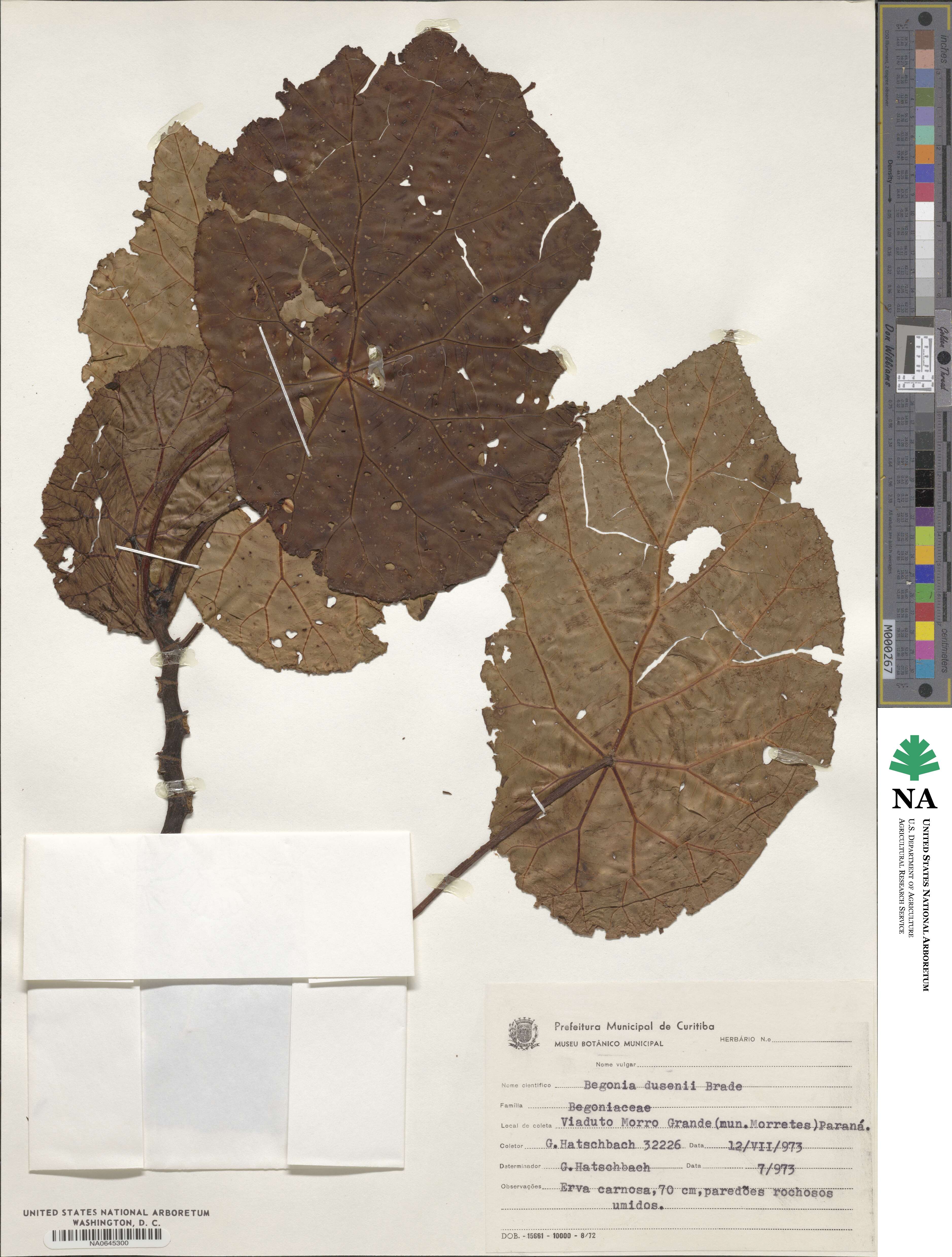 Begonia dusenii image