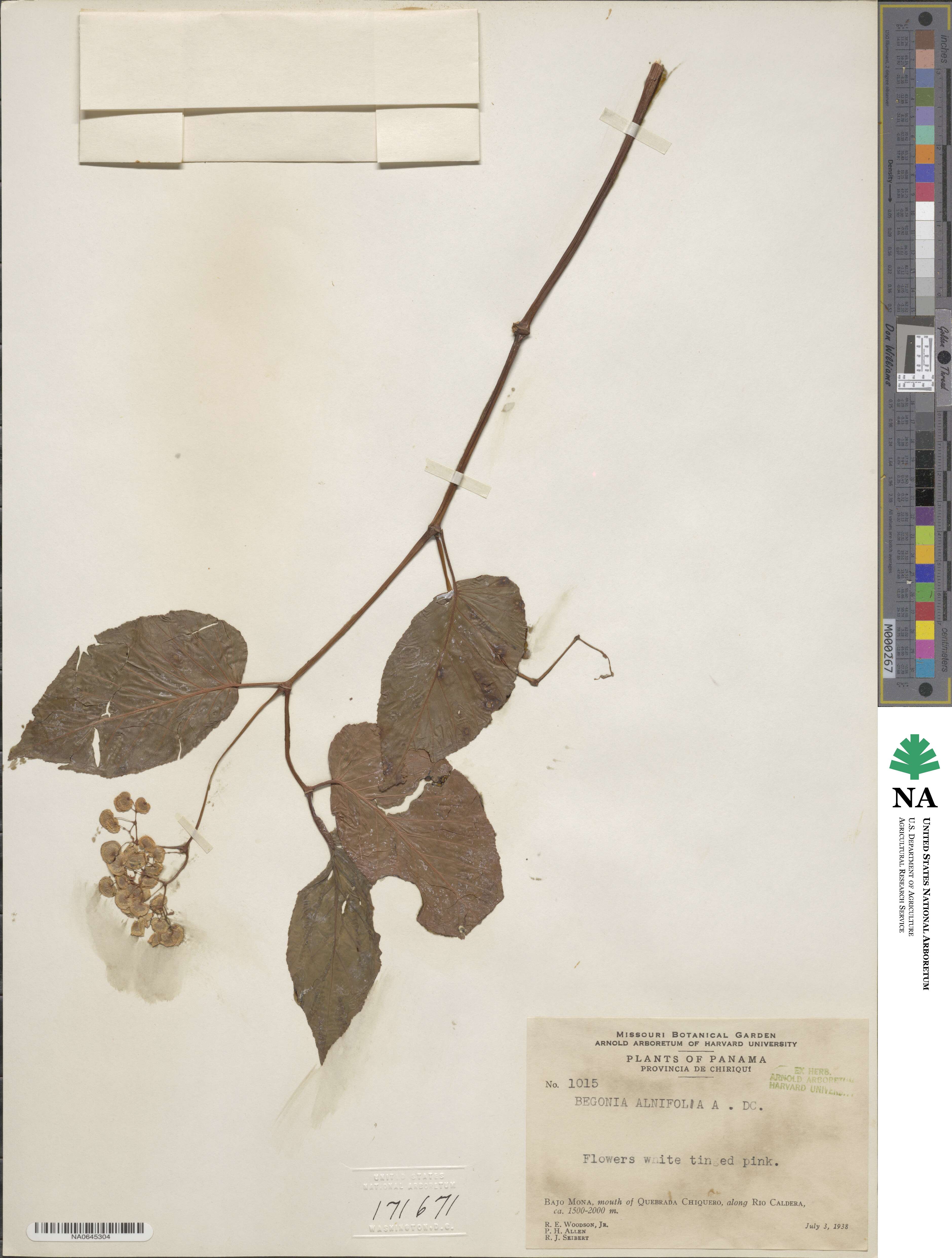 Begonia alnifolia image