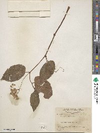 Image of Begonia alnifolia