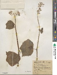 Begonia asteroides image