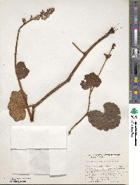 Begonia balmisiana image