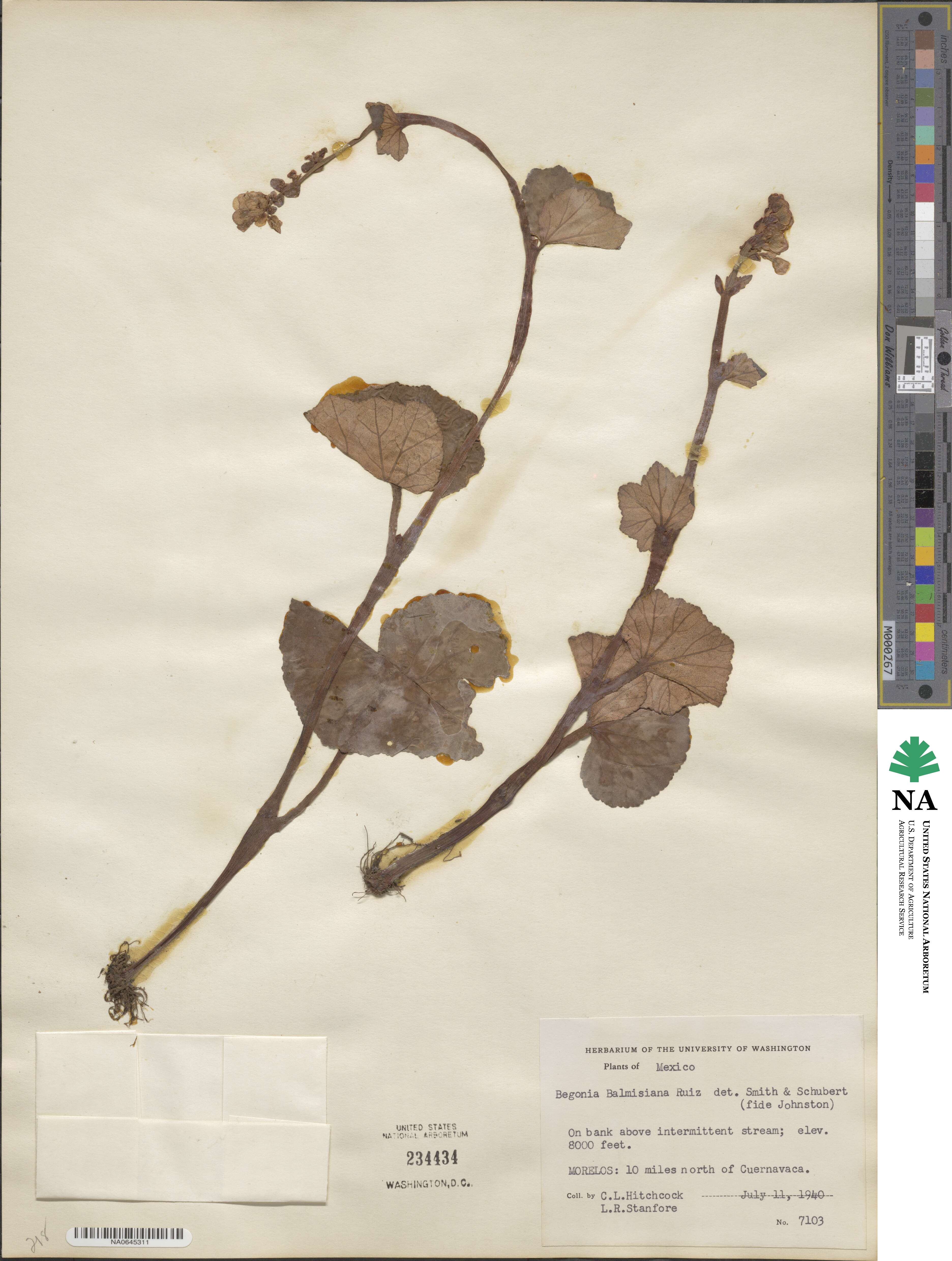 Begonia balmisiana image