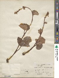 Begonia balmisiana image