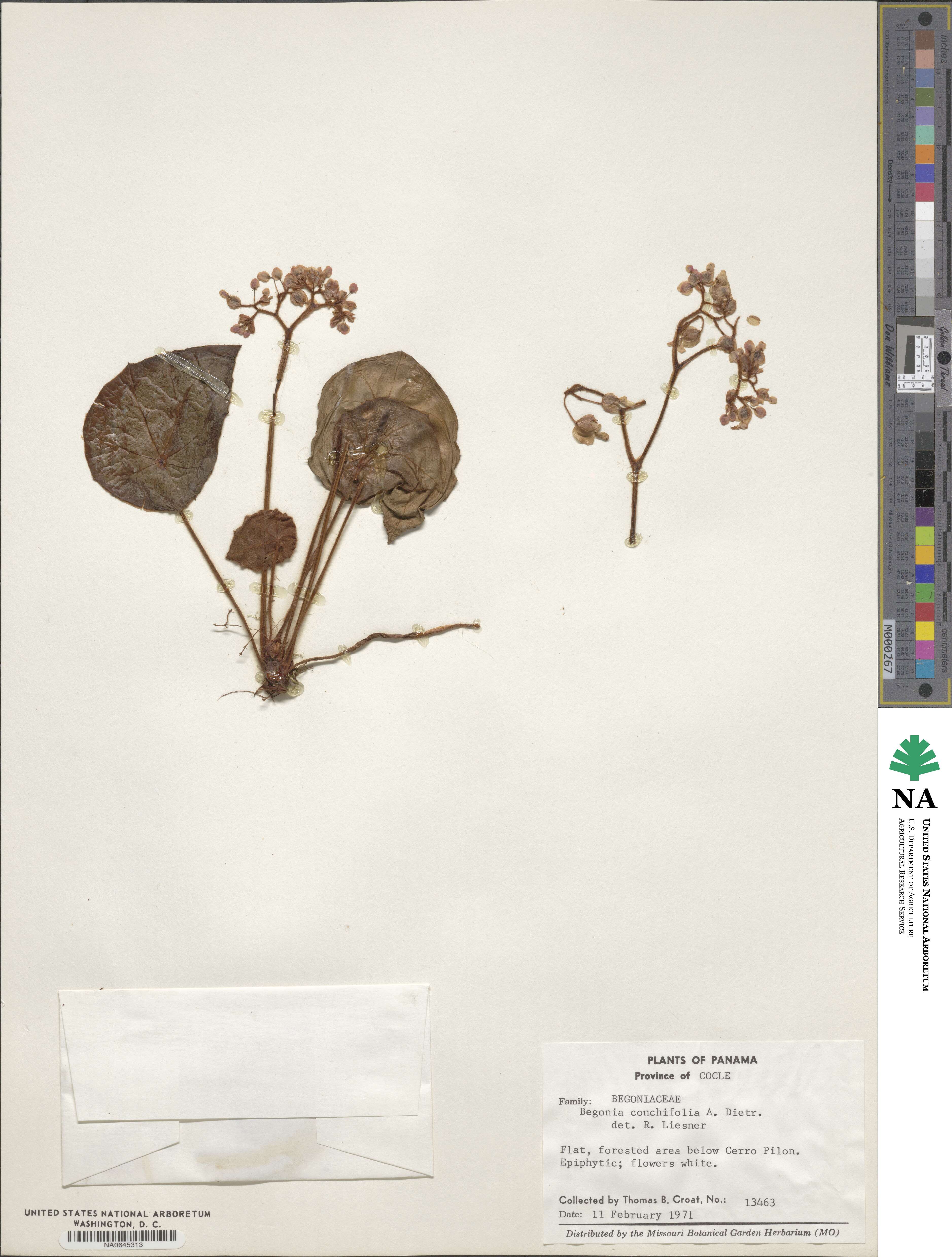 Begonia conchifolia image