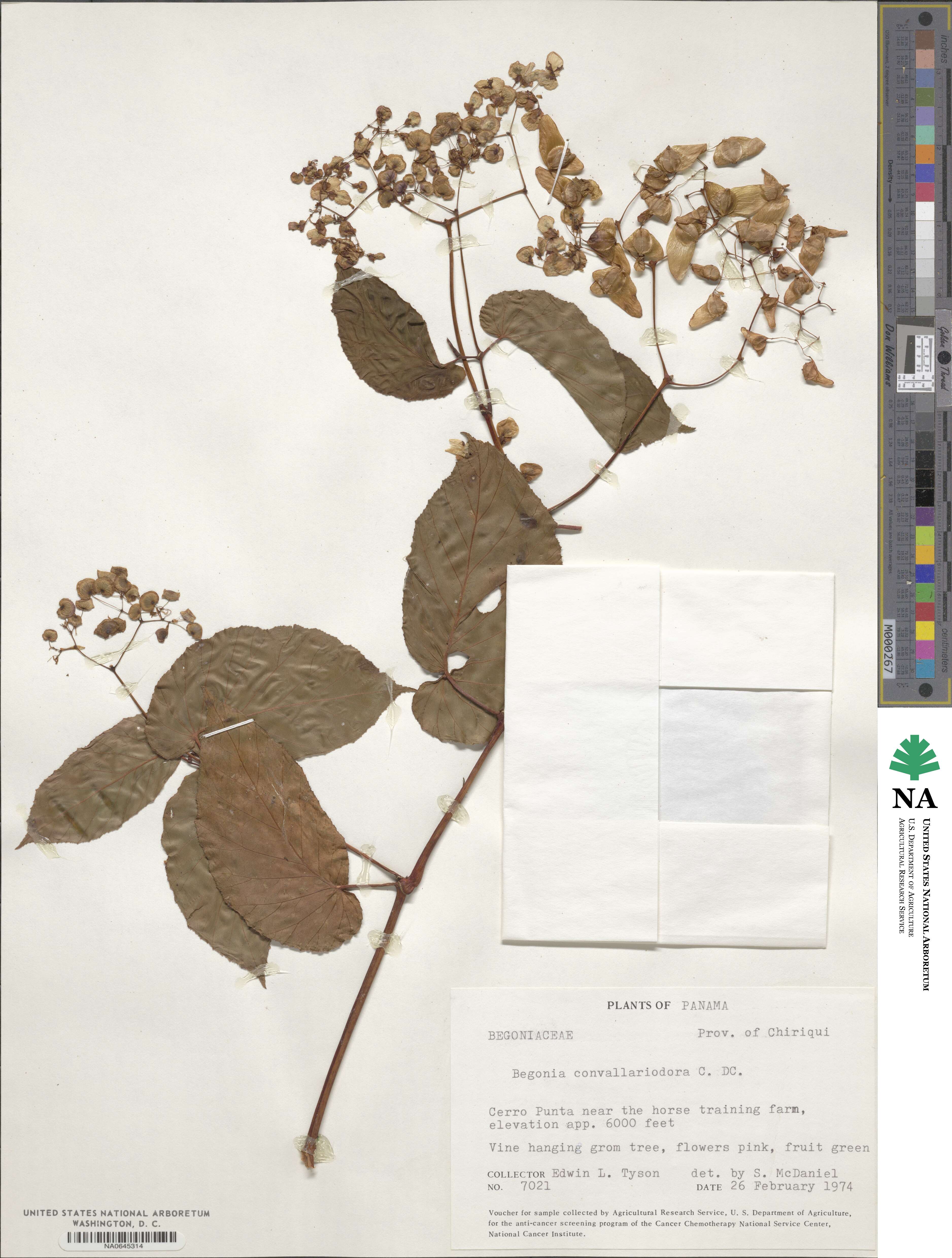 Begonia convallariodora image