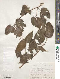 Begonia convallariodora image