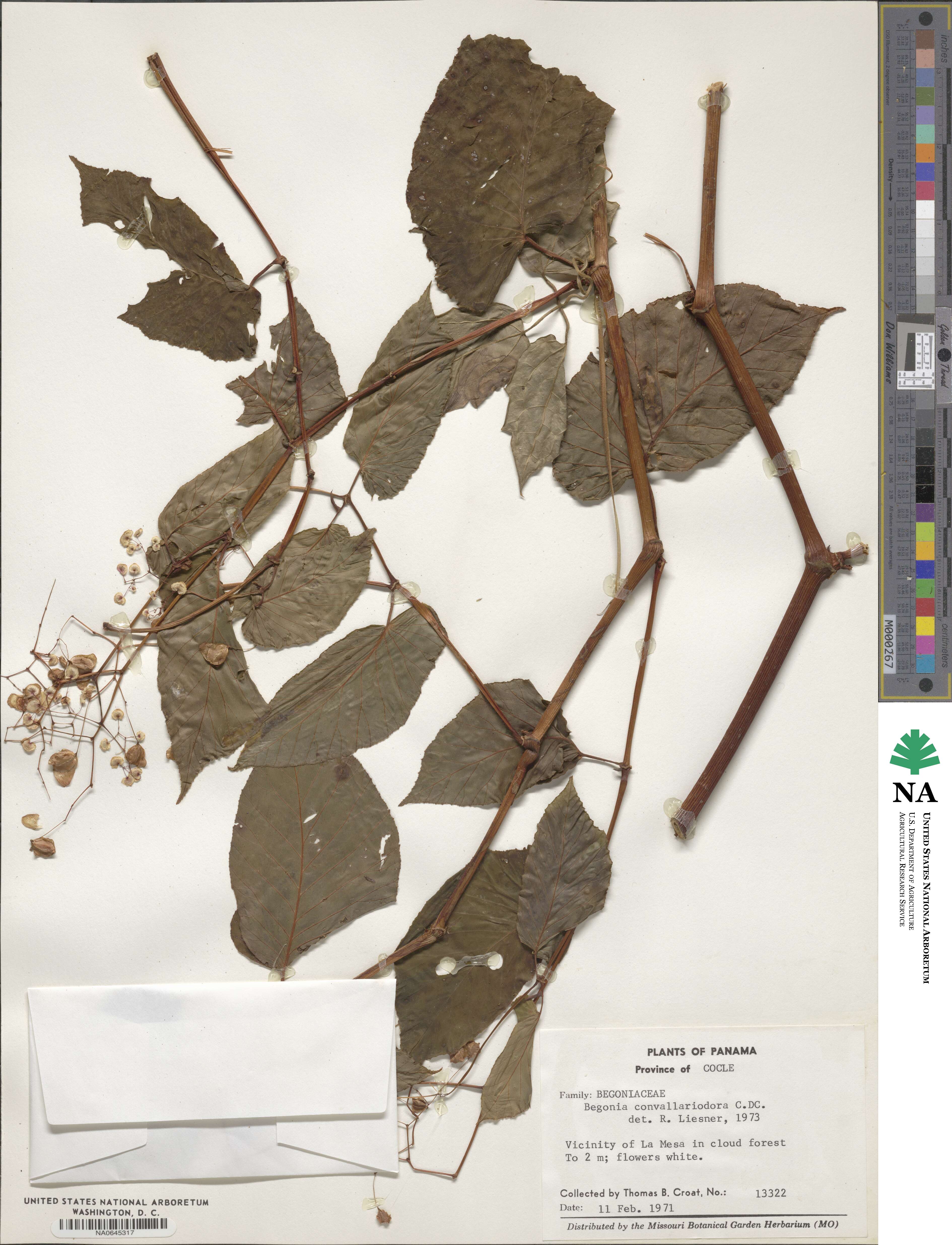 Begonia convallariodora image