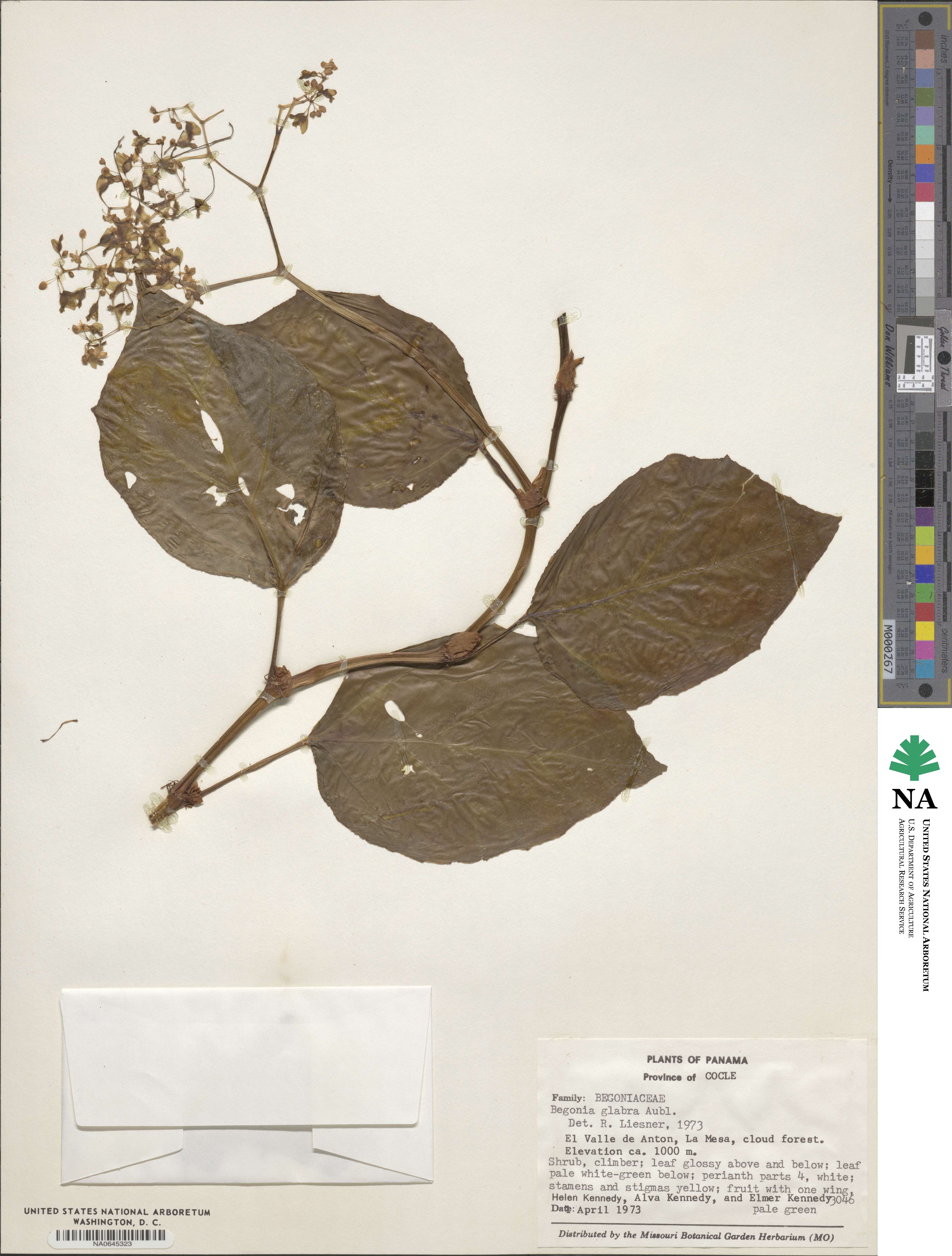 Begonia glabra image