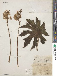 Begonia heracleifolia image