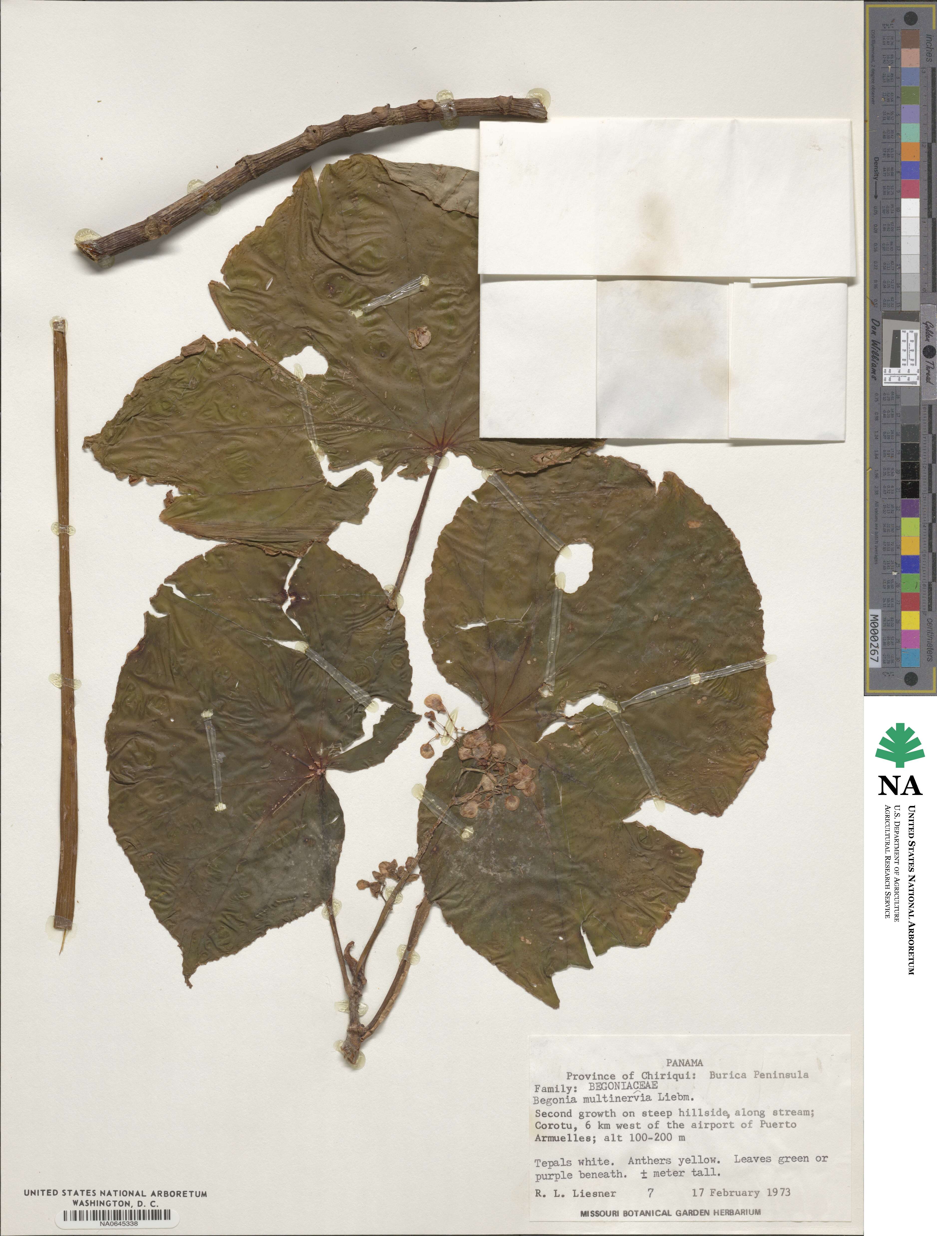 Begonia multinervia image