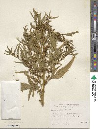 Datisca glomerata image