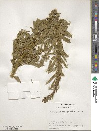 Datisca glomerata image