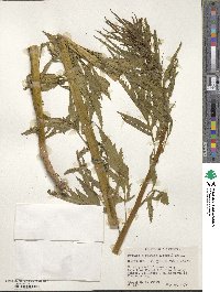 Datisca glomerata image