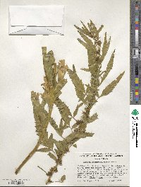 Datisca glomerata image