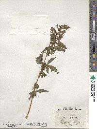 Datisca glomerata image