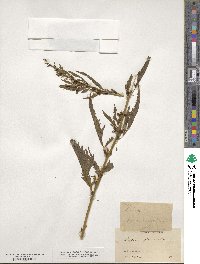 Datisca glomerata image