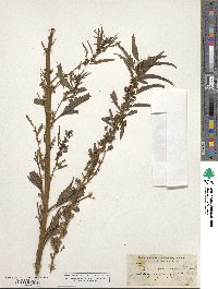 Datisca glomerata image