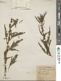 Datisca glomerata image